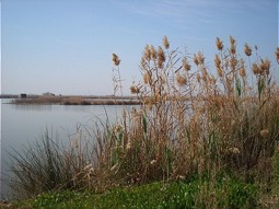  Reed areas 