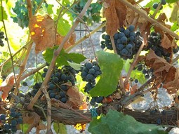  Grape-vine 