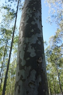  Eukalyptus tree in Paraguay -  