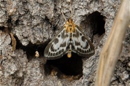  Magpie Moth (Abraxas grossulariata) 