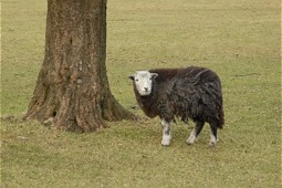  Sheep 