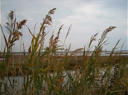  Schilfgebiete an den Nestos Seen 