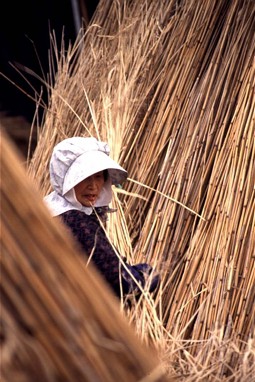  Reed crop at Lake Biwa 