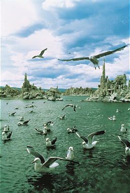  Mono Lake with impressive gulls 