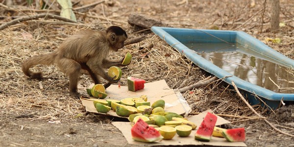  Tiere greifen zu - Inseln mit Früchten und Wasser  