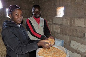  Conservation Agriculture has increased the Maize production in Mucusso. © GNF 