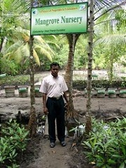  Mangrove nursery in Sri Lanka 