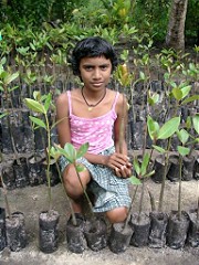  Girl with young mangrove seedlings 