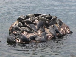  Baikal Seals at Lake Baikal 