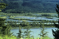  Columbia River Wetlands im Sommer 