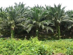  Plantation of oil palms on Borneo 