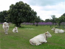  Cows of the species Blanca Cacarena 