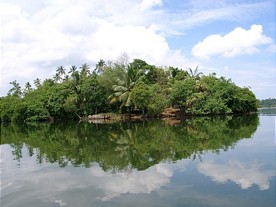  Riverine vegetation in Sri Lanka 