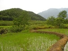  Rice Paddy 