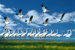  Cranes at Poyang 