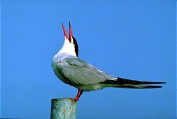  Common Tern 