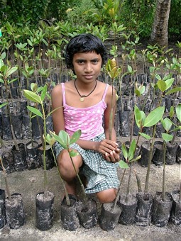  Mädchen mit Mangroven-Jungpflanzen in Sri Lanka 