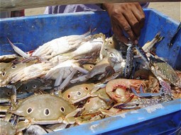  Im Pulicat See sind viele Meerestiere mit hohem Exportwert. 
