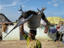  Eine Frau bringt ihren Fischfang zum Markt. 