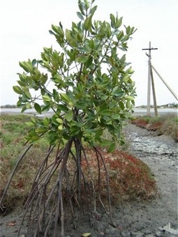  Mangrovenpflanze mit ihrem dichten Wurzelwerk. 