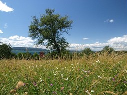  Blühende Wiese am Bodensee 