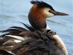 Great  crested  grebe 