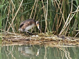 Great  crested  grebe with clutch and pup. 