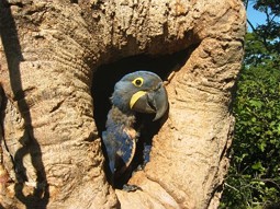  Hyazinth Macaw in its nesting hole 