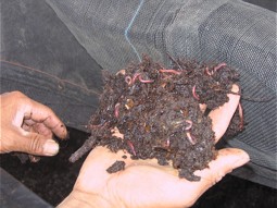 Organic fertilizer with earth worms 