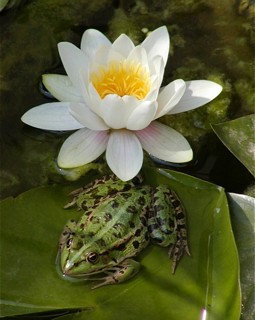  Water Lily and Frog at Nestos Lakes and Lagoons, Greece 