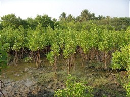  Mangrove reforestation in India 