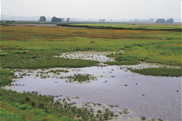  Teiche und Feuchtgebiete mit Wasservögeln 