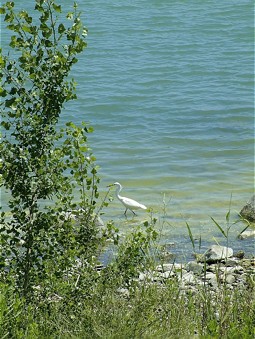 Egret at the shoreline 