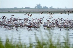  Flamingos 