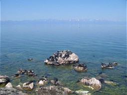  Baikalroben auf Steinen 