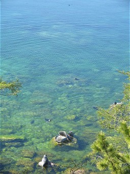  Clear water as habitat for the Baikal Seals 
