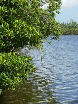  Mangroven an der Küste 