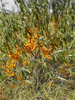  Sanddornbusch mit Früchten in der Mongolei 