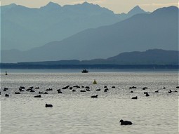  Wasservögel vor Alpenkulisse
Foto: F. Wimmer 
