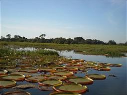  Seerosenblätter im Pantanal-Feuchtgebiet 