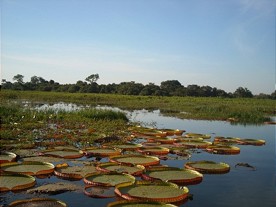  Seerosen im Pantanal-Feuchtgebiet 