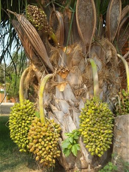  Acuri tree palm with fruits 