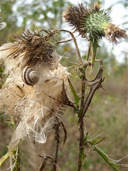  Thistle and snail 