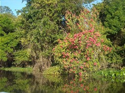  Pantanal-Feuchtgebiet in Brasilien 