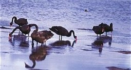  Black Swans on the inlet foreshore (Photo: Geoff Rogerson) 