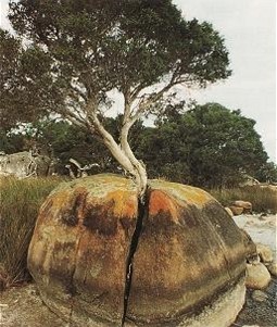  Baum auf einem Stein 
(Foto: Nerida Carrie) 