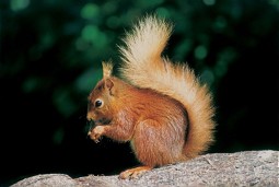  Eurasian Red Squirrel (Photo: Val Corbett) 