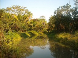  Shoreline vegetation at Pantanal Wetland 