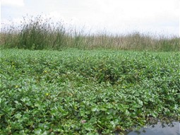  Expansion of invasive water plants 