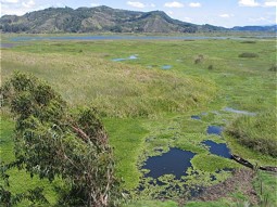  Wetlands and reed areas at the shores 